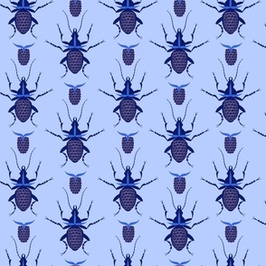 Blue ground beetle