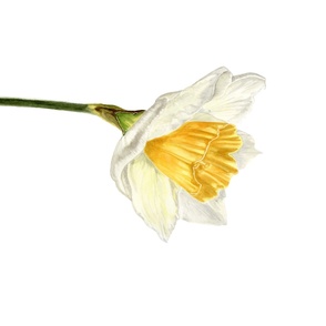 21-1s Play mat Daffodil white