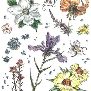 Illustrated PNW Wildflowers