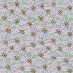 White Clematis in Lichen Green 