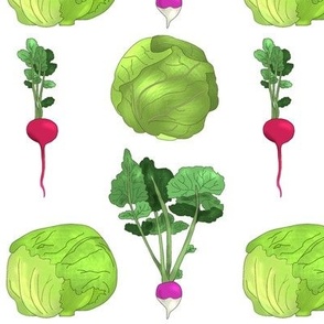 Lettuce Cabbage Radish and Turnip on White