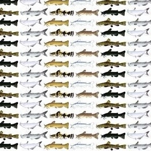 8 North American Catfishes (Small)