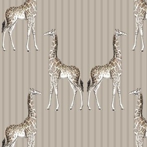 giraffe damask stripe taupe #c1b8ab