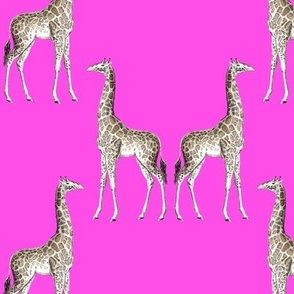 giraffe damask pink #fb51e5