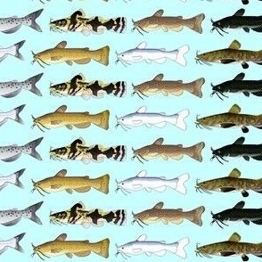 8 North American Catfish on lt cyan blue sm