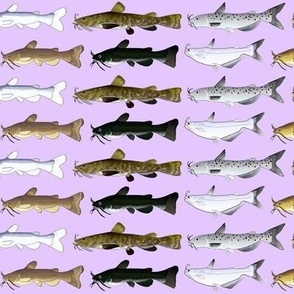 8 North American Catfish on violet med