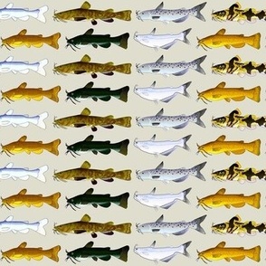 8 North American Catfish on Kahki