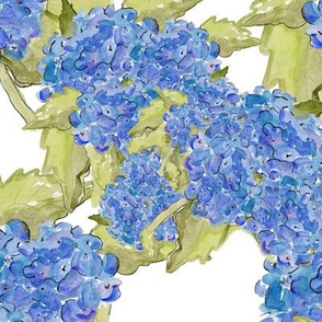 hydrangea