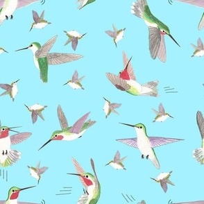 FPDB8 - Hummingbird Acrobatics
