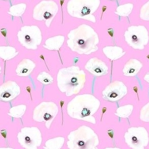 White poppies on pink