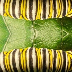 AJ MONARCH CATERPILLAR ON LEAF-HORIZONTAL JUMBO-MIRROR