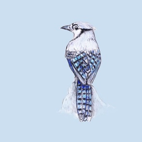 Blue Jay for Pillow