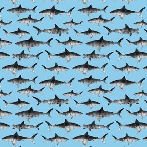 (small scale) sharks - grey on blue - C21