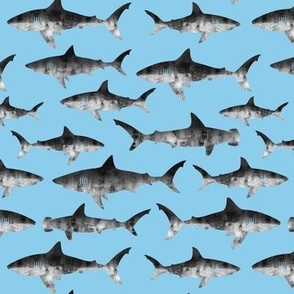 sharks - grey on blue - C21