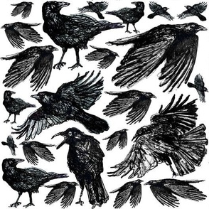 A Murder of Crows - Loosely Drawn 