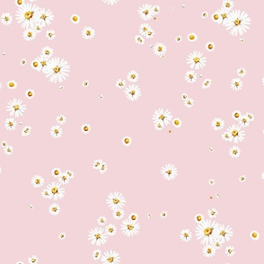 Daisy fields on pink