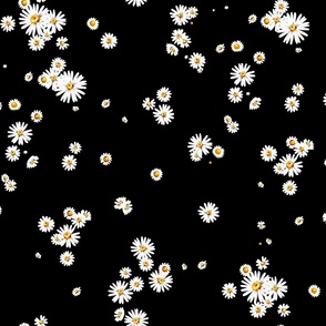 Daisy fields on black