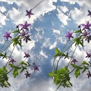 Small Size of Sky Columbine Flowers with Crisp Edges