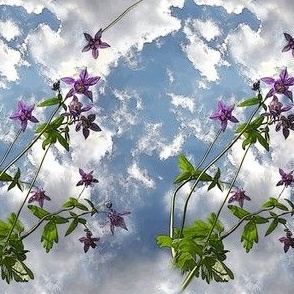 4x6-Inch Repeat of Sky and Columbine Flowers with Crisp Edges