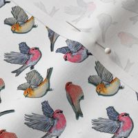 birds in pink and yellow // watercolor Pine Grosbeak birds