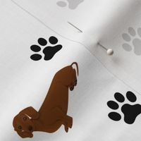 Dogs & Paw Prints White - Dachshund