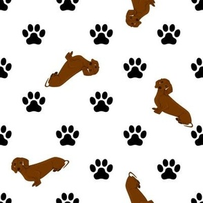 Dogs & Paw Prints White - Dachshund