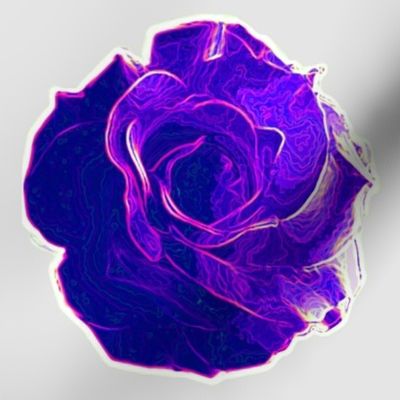 big violet rose