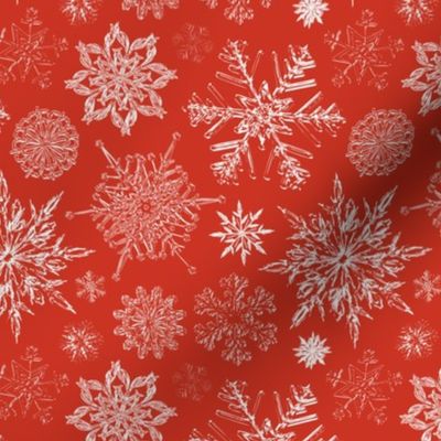 Silent Snowfall in Poinsettia Red