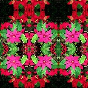 A Screen of Poinsettia Wreaths