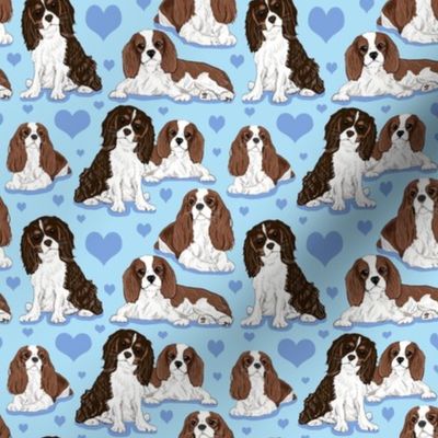 Cavalier King Charles Spaniel on blue 4x4