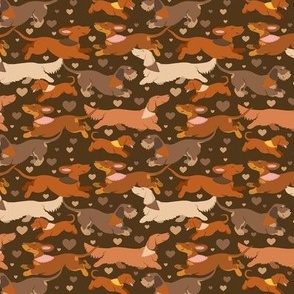 Dachshunds in brown