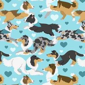 Collies and Shelties in blue