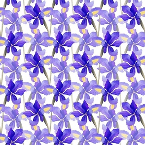 Purple irises on white 