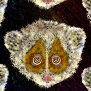 slow loris nocturnal animals psmge