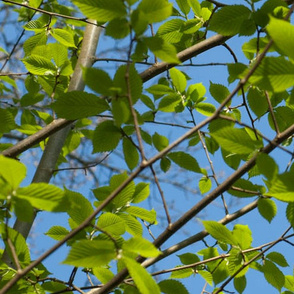 leafy skies