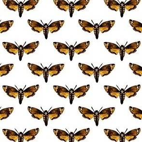  Death's Head Hawkmoth on White 1/4 Size