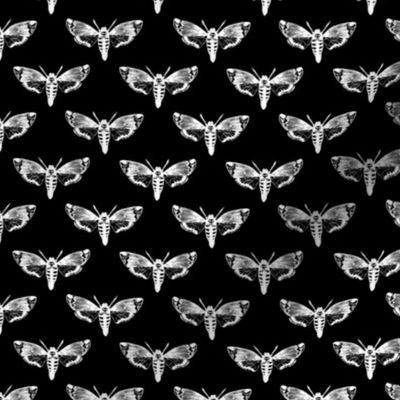 Death's Head Hawkmoth White on Black 1/4 Size