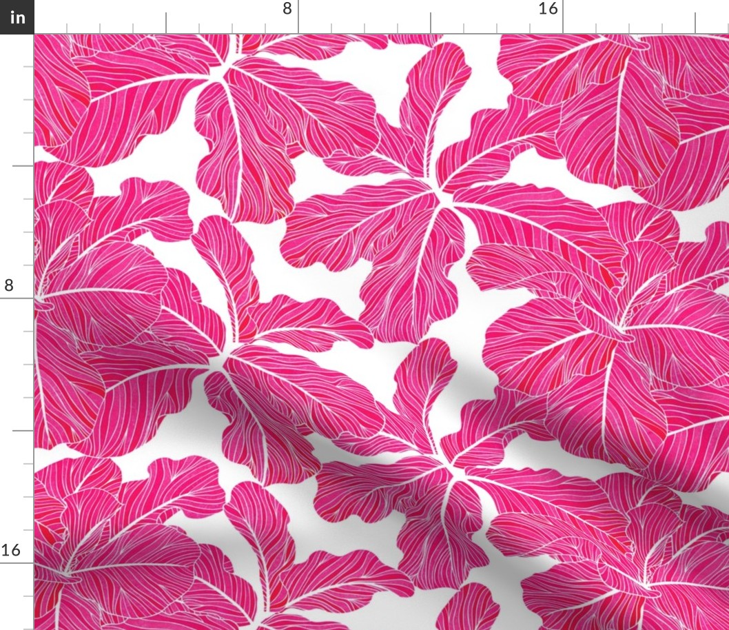 Fiddle Leaf Fig Pink on White • Extra Large