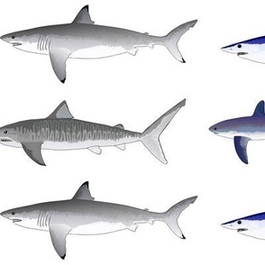 4 Offshore Pacific Sharks