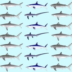 4 Offshore Pacific Sharks light blue sm