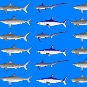 4 Offshore Pacific Sharks sea blue sm