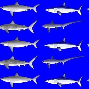 4 Offshore Pacific Sharks pblue sm