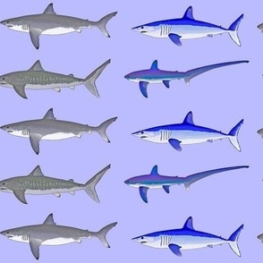 4 Offshore Pacific Sharks strng violet md