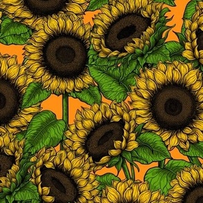 Sunflower field on orange