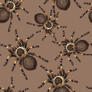 Tarantula on mocha brown