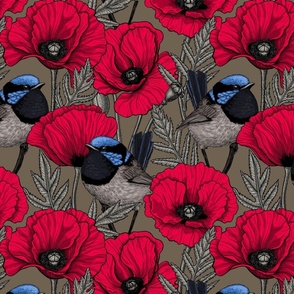 Red poppies and fairy-wrens on brown