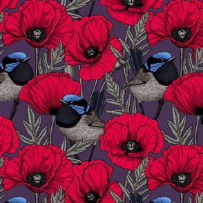 Red poppies and fairy-wrens on on dark violet