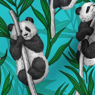 Panda cubs on turquoise