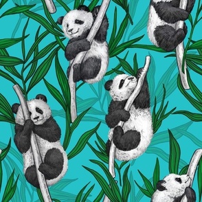 Panda cubs on turquoise