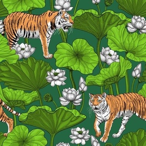 Tigers in the lotus pond on green